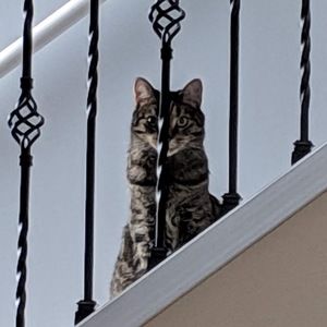 Meet your Posher, Foo